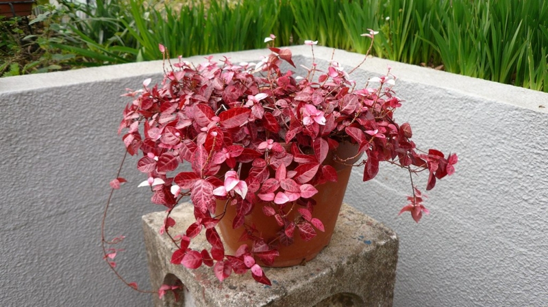 f:id:boianuf:20161201084657j:image