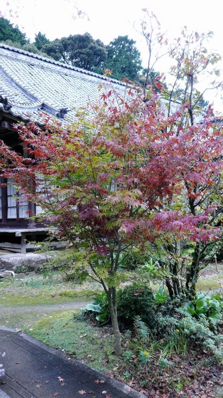 f:id:boianuf:20161201142952j:image:w400