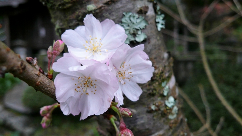 f:id:boianuf:20161201142953j:image