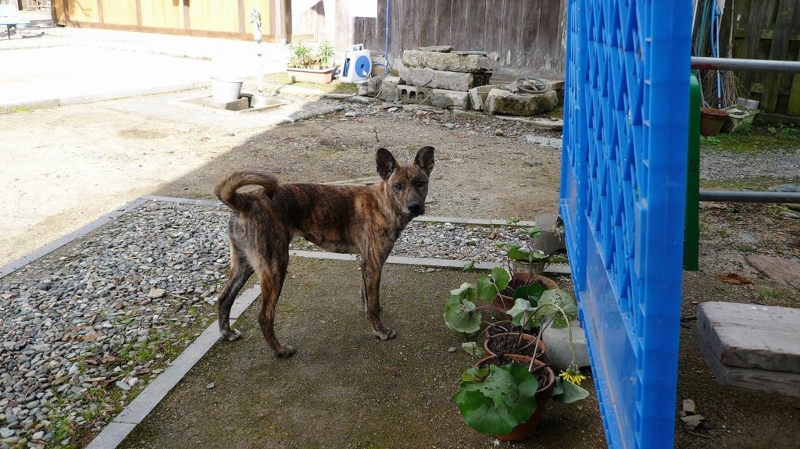 f:id:boianuf:20161210172811j:image