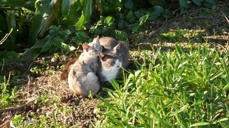 f:id:boianuf:20161216095101j:image