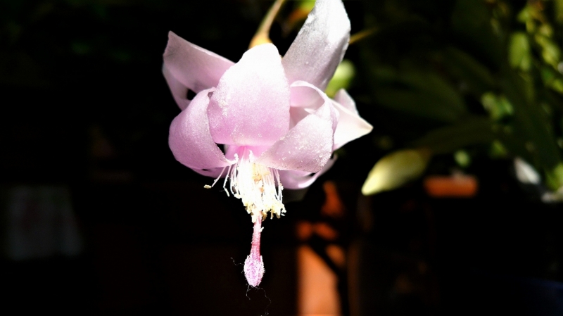f:id:boianuf:20170126132130j:image