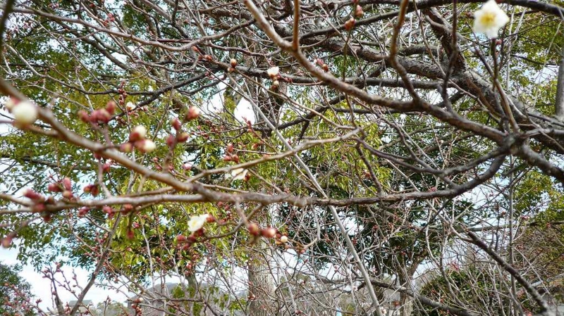 f:id:boianuf:20170131123957j:image