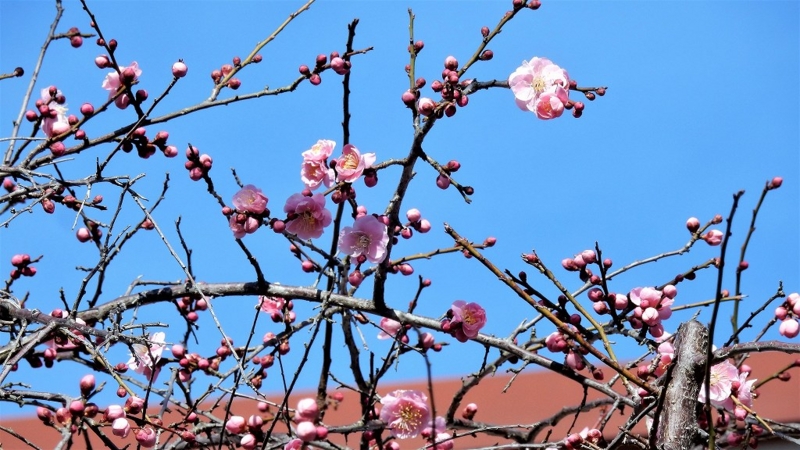 f:id:boianuf:20170222103623j:image