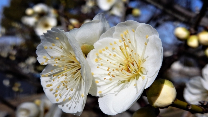 f:id:boianuf:20170222103628j:image