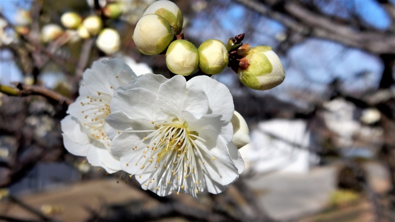 f:id:boianuf:20170222103629j:image