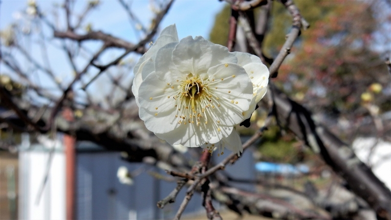 f:id:boianuf:20170222103631j:image