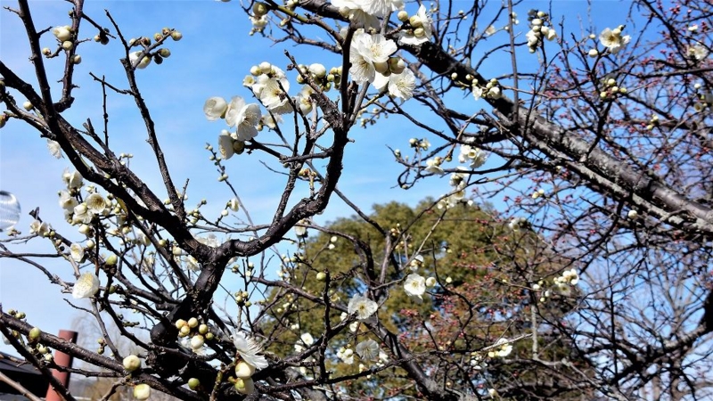 f:id:boianuf:20170222103633j:image