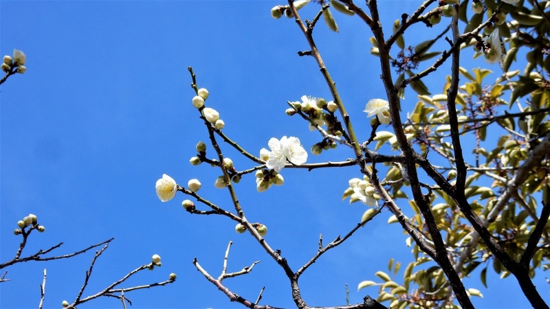 f:id:boianuf:20170222103635j:image