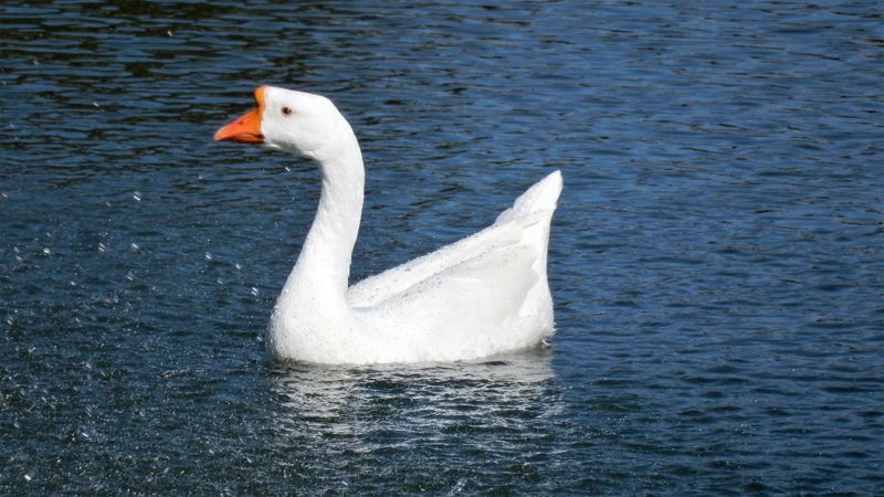 f:id:boianuf:20170222125850j:image