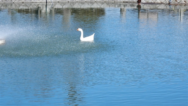 f:id:boianuf:20170222125851j:image