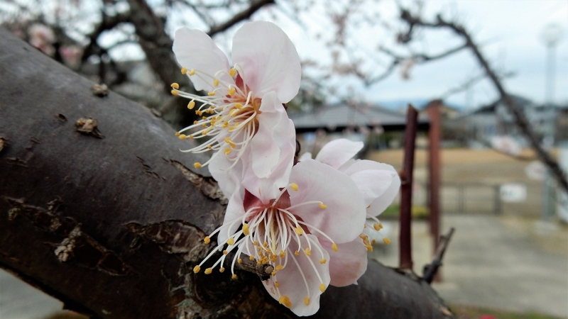 f:id:boianuf:20170326113045j:image