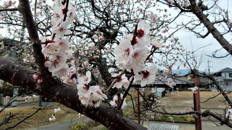 f:id:boianuf:20170326113048j:image