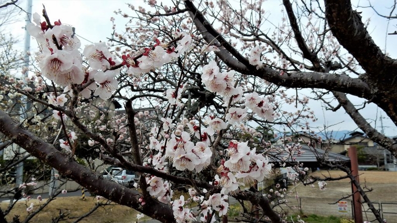 f:id:boianuf:20170326113050j:image