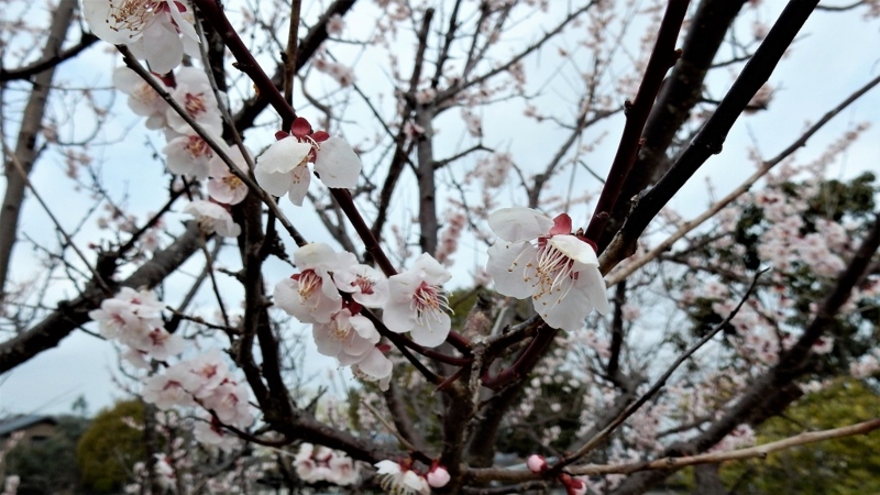 f:id:boianuf:20170326113051j:image