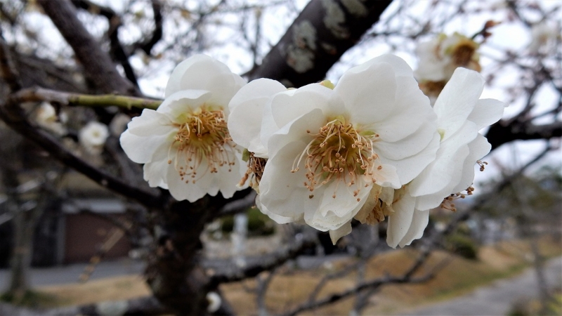 f:id:boianuf:20170326113150j:image