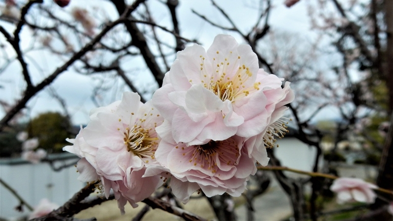 f:id:boianuf:20170326113151j:image