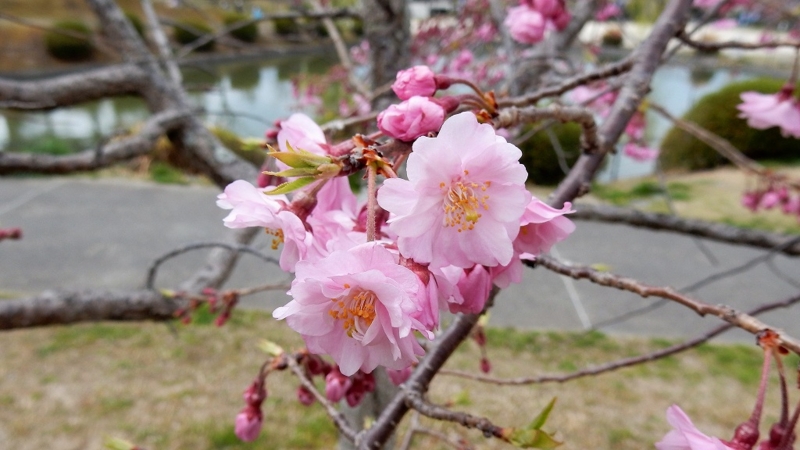 f:id:boianuf:20170406113410j:image