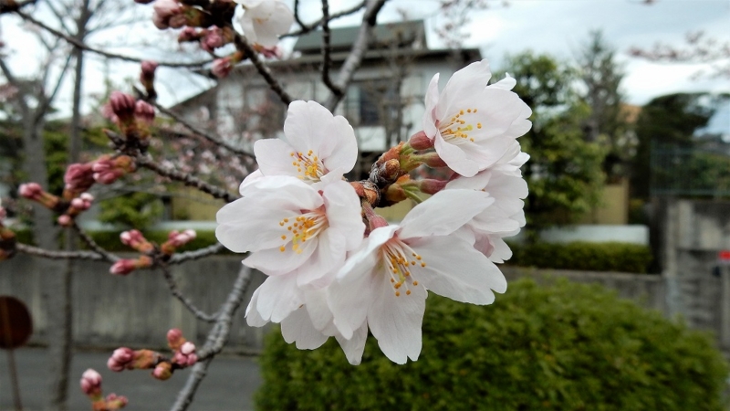 f:id:boianuf:20170406113412j:image