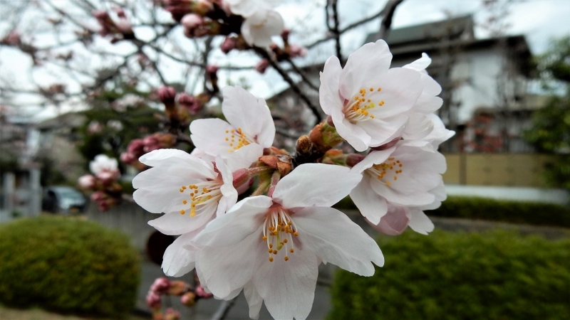 f:id:boianuf:20170406113413j:image