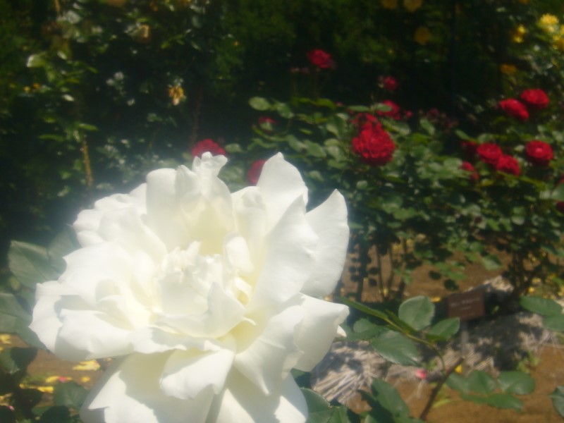 f:id:boianuf:20170407105955j:image
