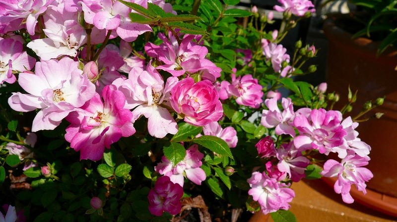 f:id:boianuf:20170424171404j:plain