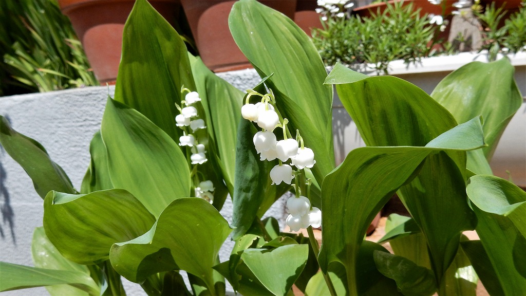 f:id:boianuf:20170506145430j:plain