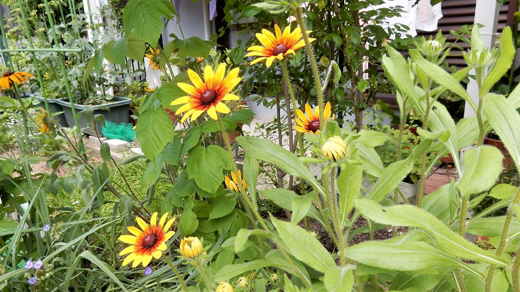 f:id:boianuf:20170604134435j:plain
