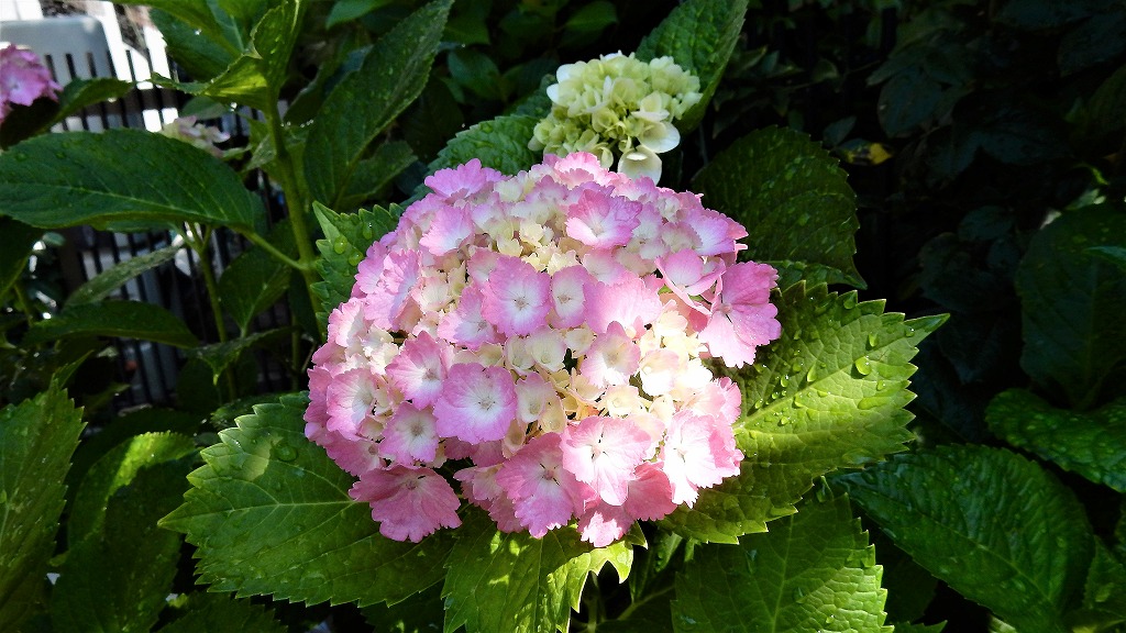 f:id:boianuf:20170615103031j:plain