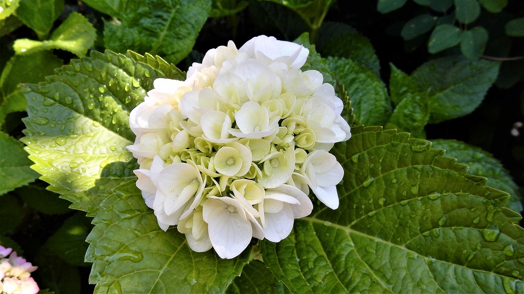 f:id:boianuf:20170615103042j:plain