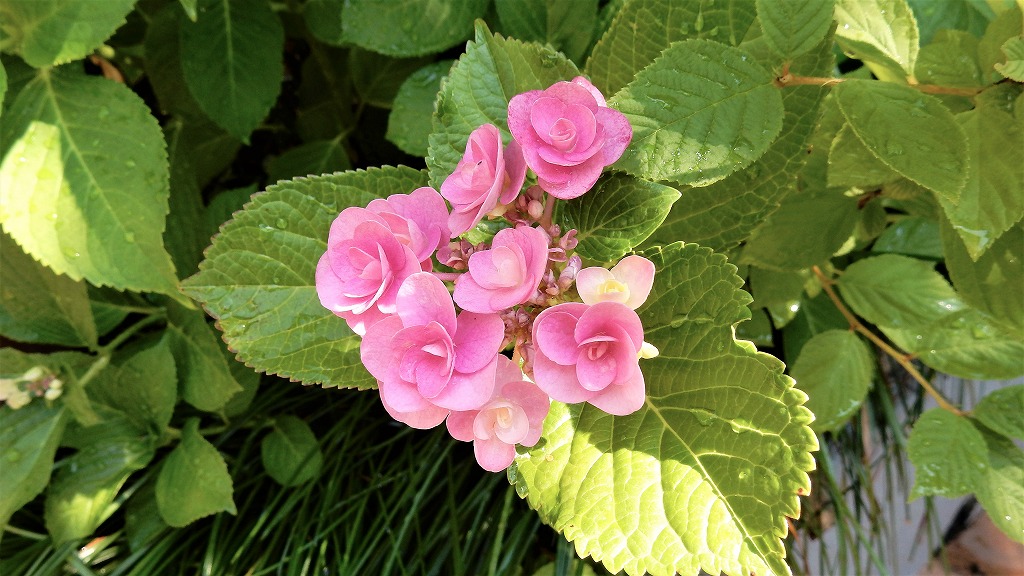 f:id:boianuf:20170615103121j:plain