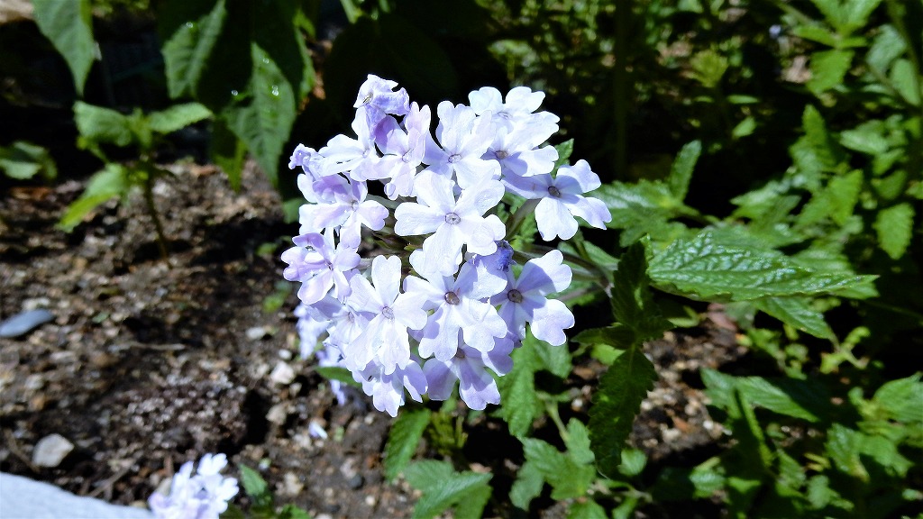 f:id:boianuf:20170615103220j:plain