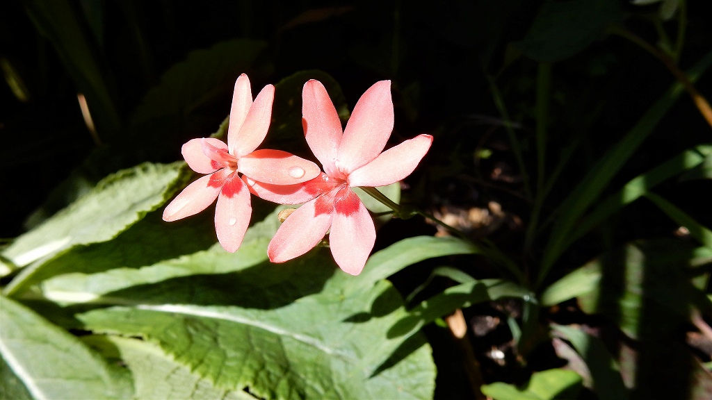 f:id:boianuf:20170615103256j:plain