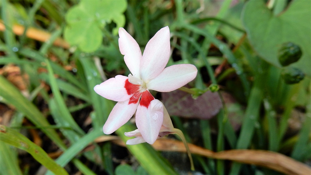 f:id:boianuf:20170615103316j:plain