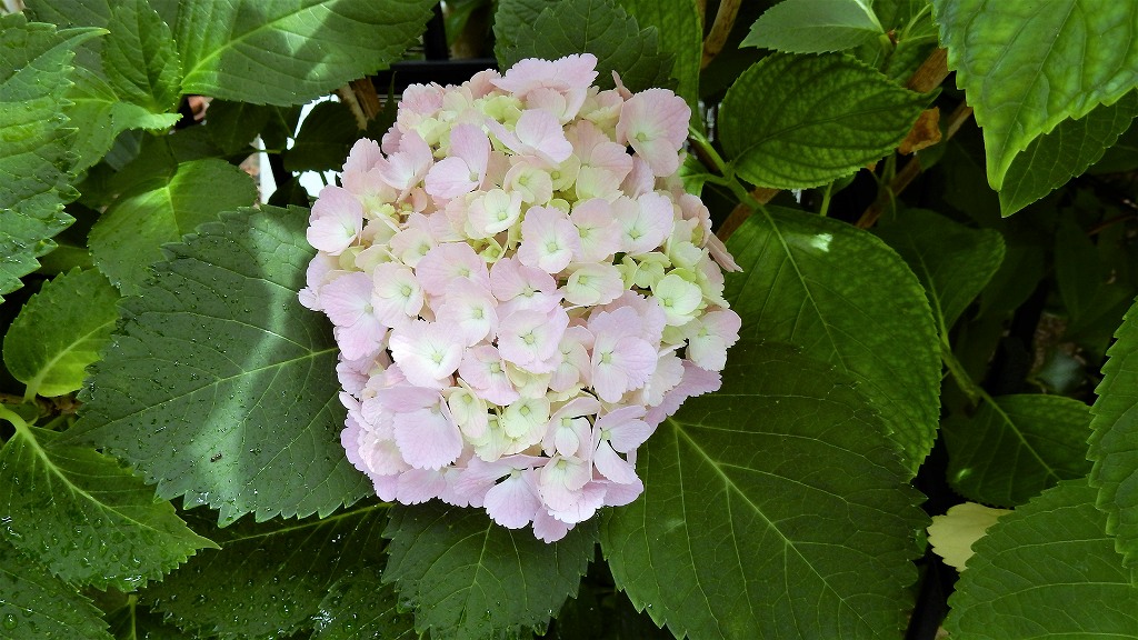 f:id:boianuf:20170618121934j:plain