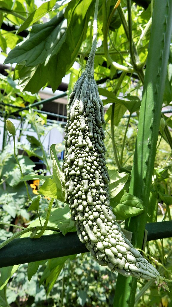 f:id:boianuf:20170708131027j:plain