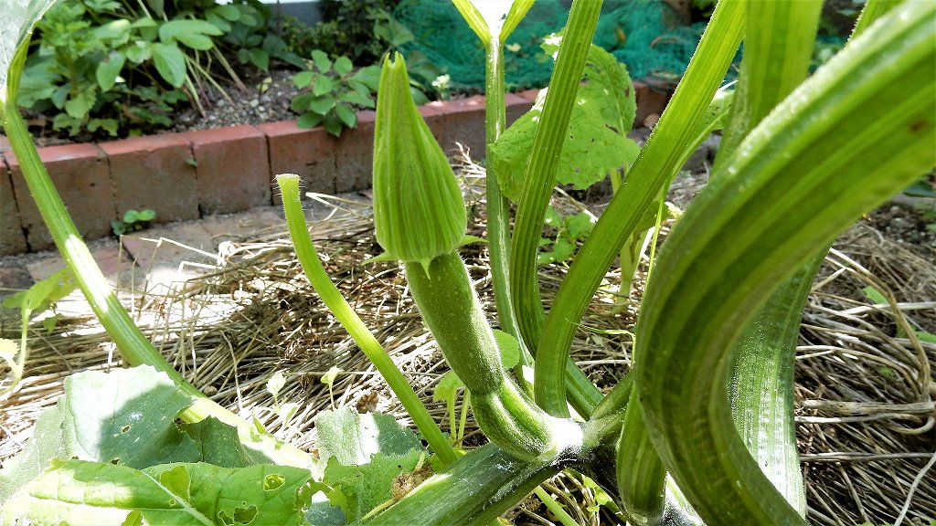 f:id:boianuf:20170708152520j:plain