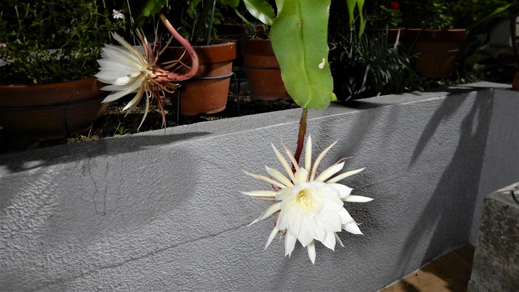 f:id:boianuf:20171006083246j:plain