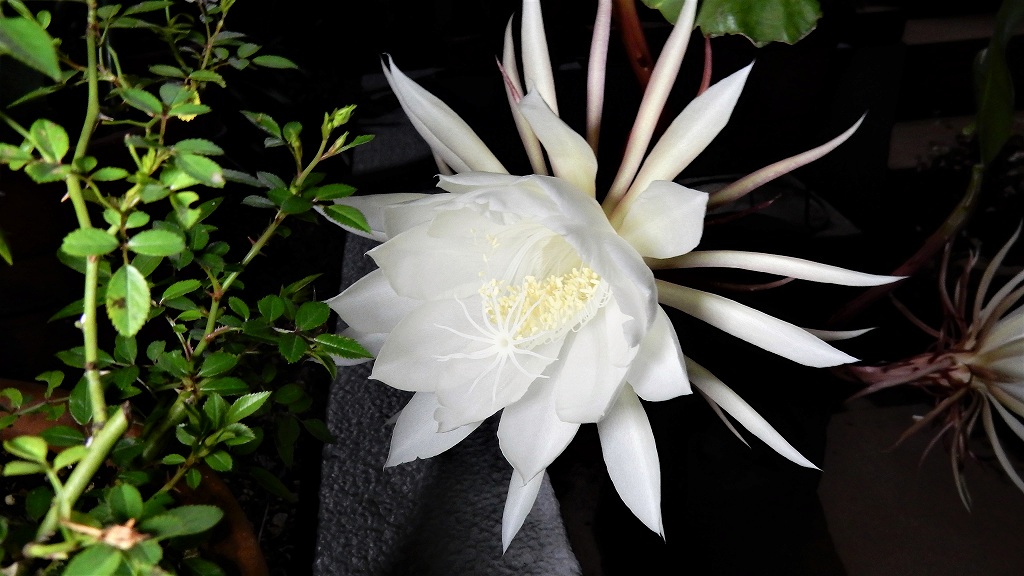 f:id:boianuf:20171006083313j:plain