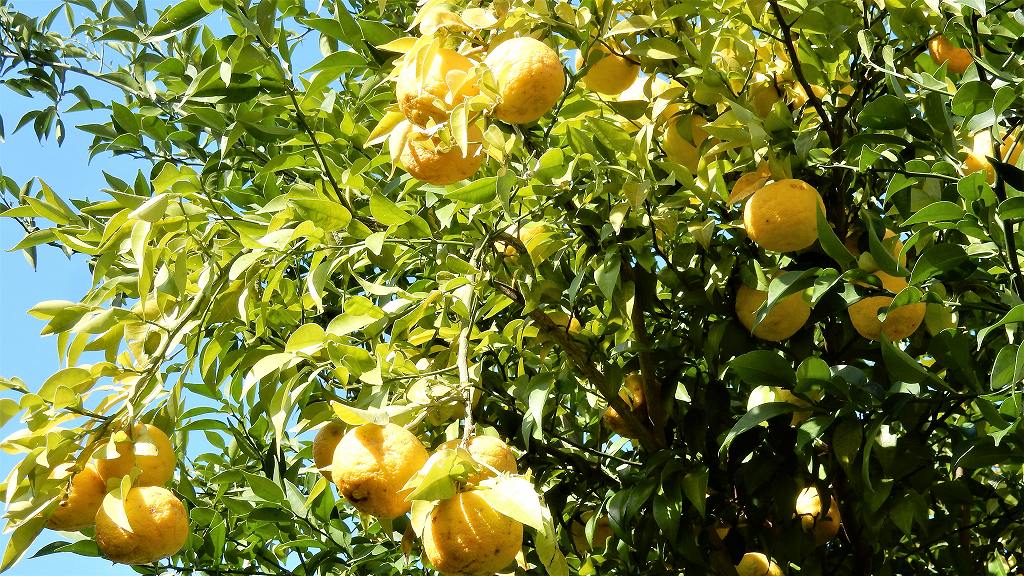 f:id:boianuf:20171101093352j:plain