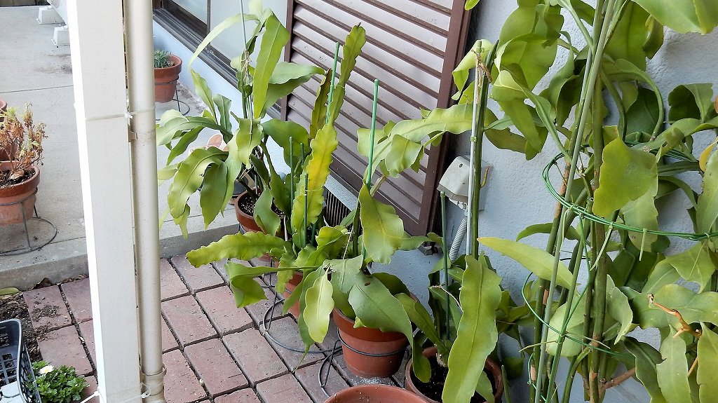 f:id:boianuf:20180314160741j:plain
