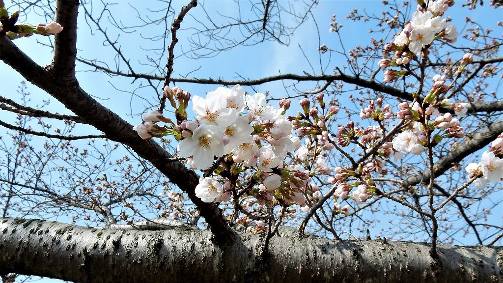 f:id:boianuf:20180326104020j:plain
