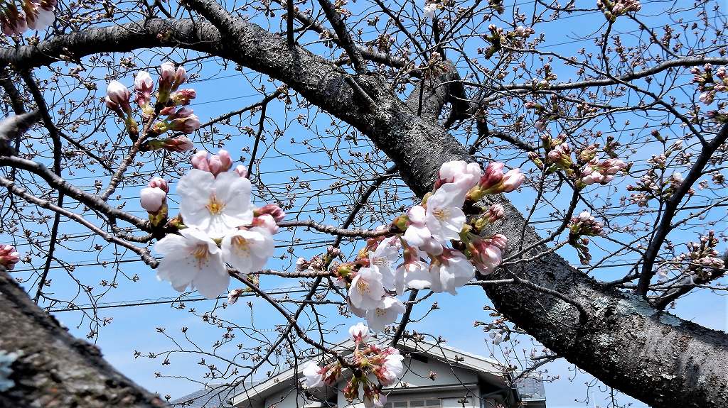 f:id:boianuf:20180326104034j:plain