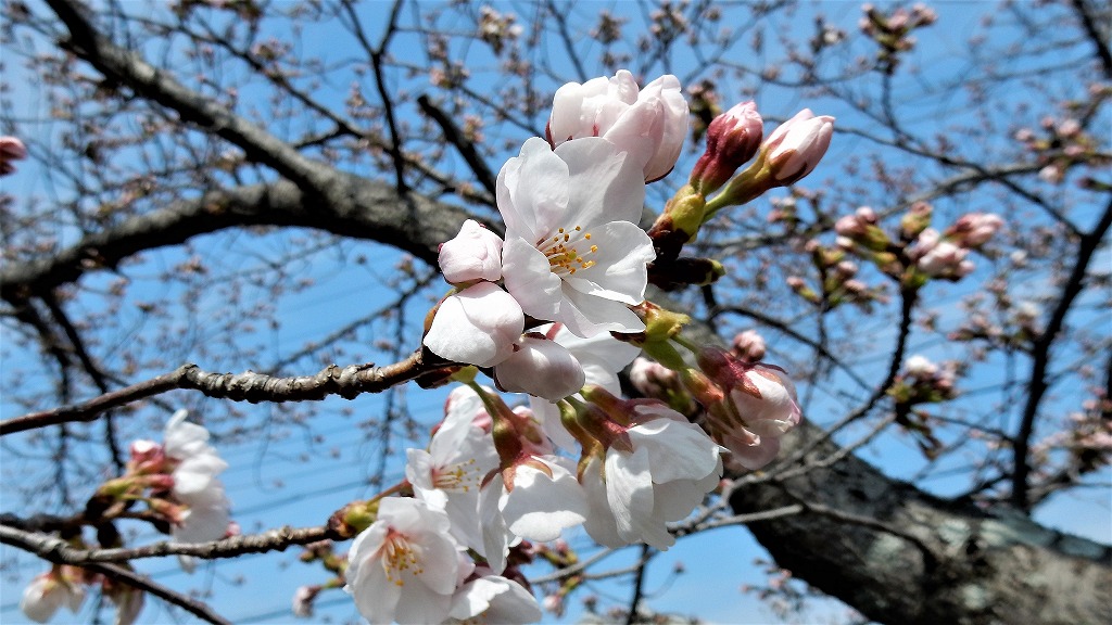 f:id:boianuf:20180326104048j:plain