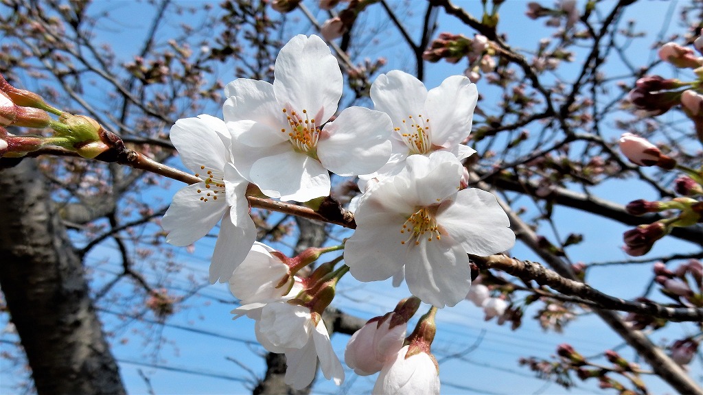 f:id:boianuf:20180326104057j:plain