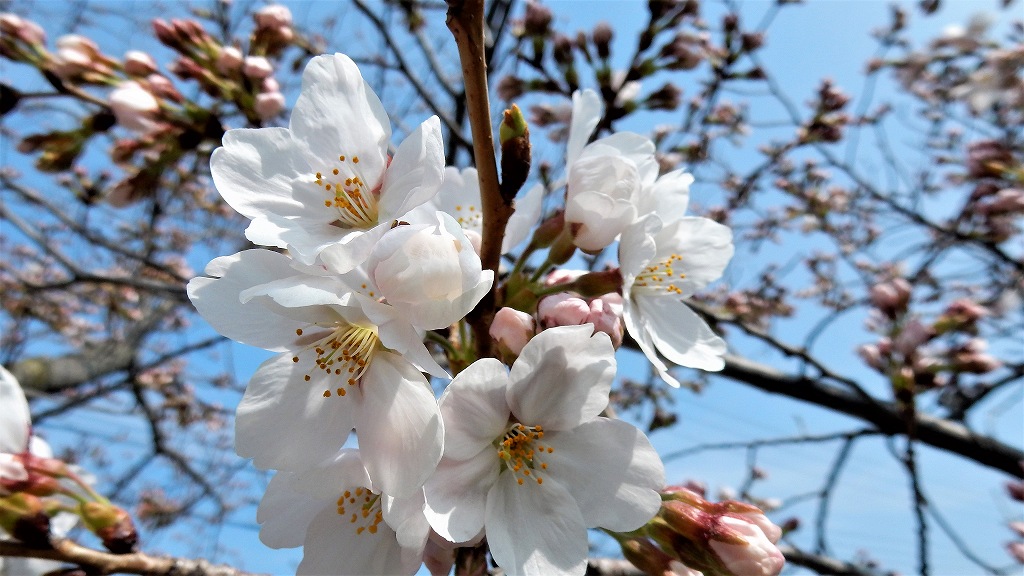 f:id:boianuf:20180326104110j:plain