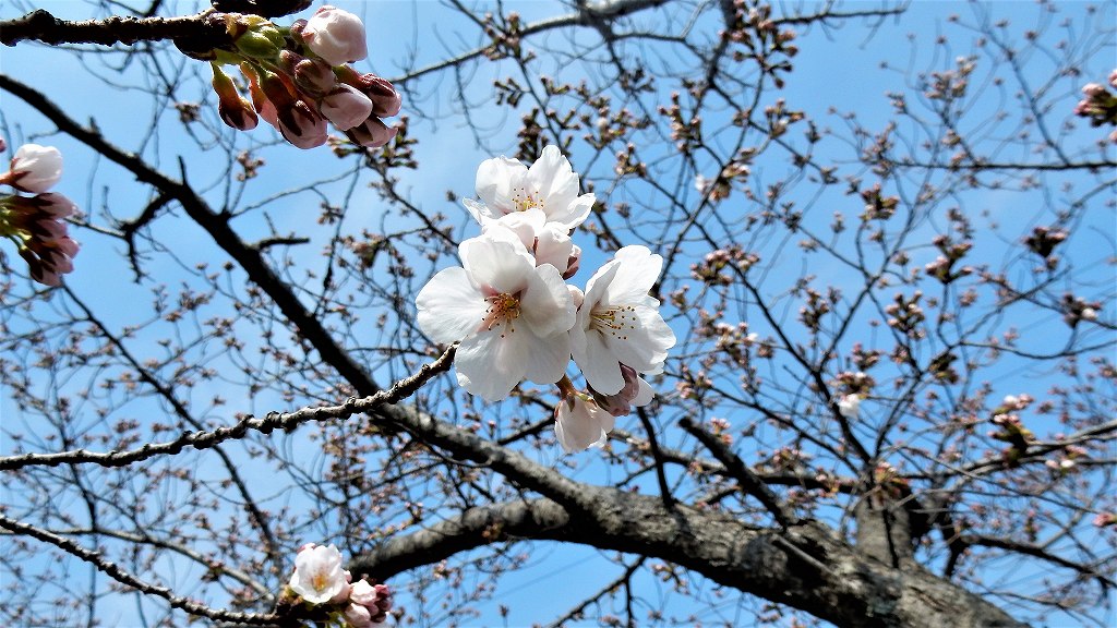 f:id:boianuf:20180326104123j:plain