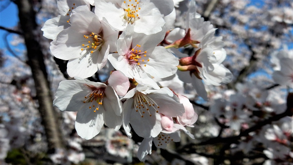 f:id:boianuf:20180330110638j:plain