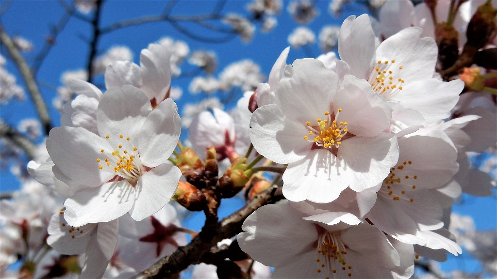 f:id:boianuf:20180330110714j:plain