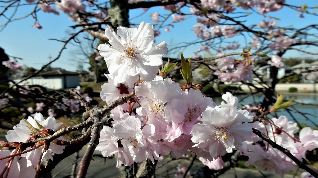 f:id:boianuf:20180330110754j:plain